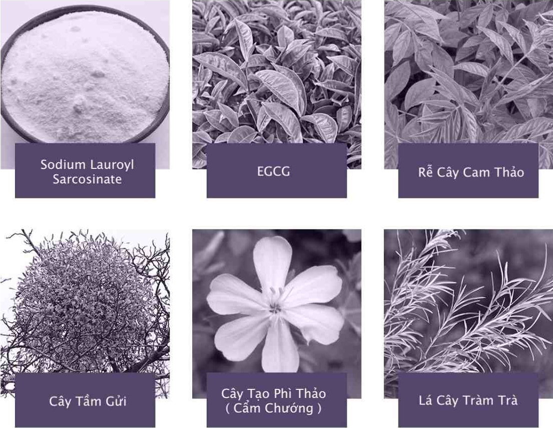 SCAXEL ingredient