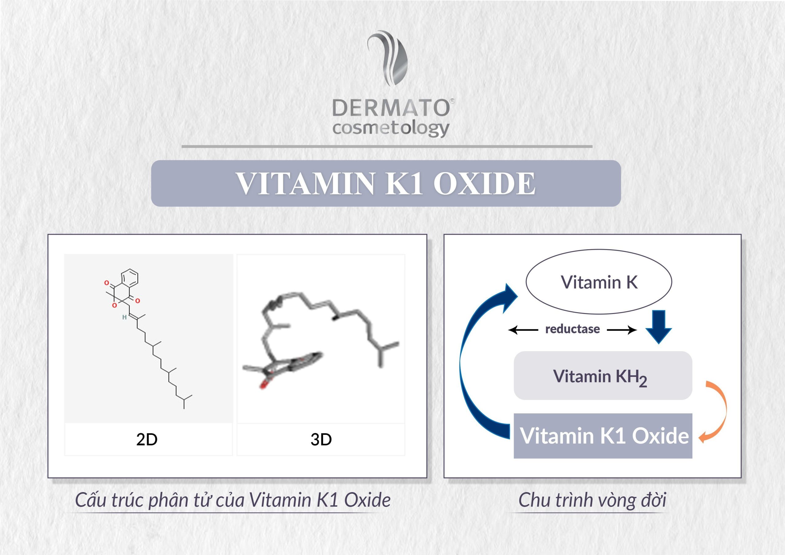 VITAMIN K1 OXIDE HẠT NGỌC TÂM HUYẾT TẠO NÊN MỘT KOXIDERM OP CREAM PHỤC HỒI TOÀN DIỆN CỦA